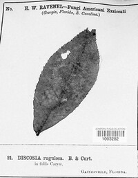 Discosia rugulosa image